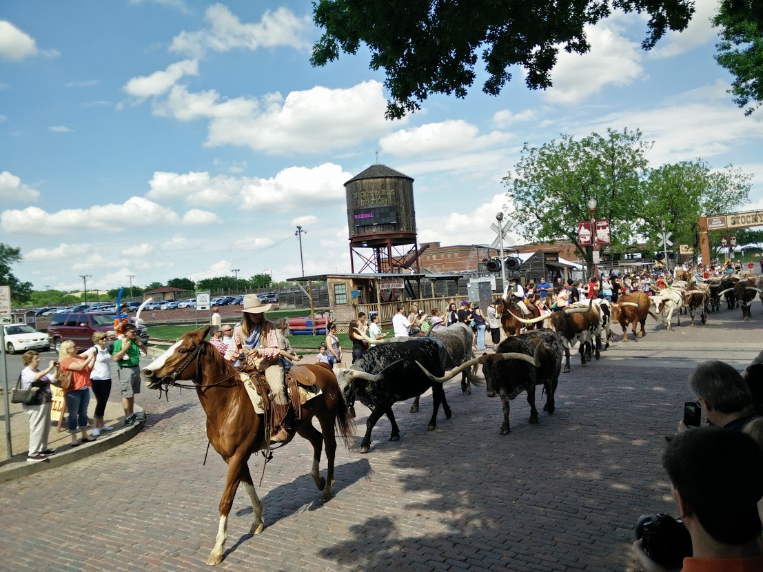 Cattle being driven through the Stockyards at Fort Worth [Photo courtesy of Philipp Fent]